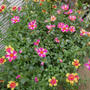ポーチュラカの寄せ植え#ameba写真部
