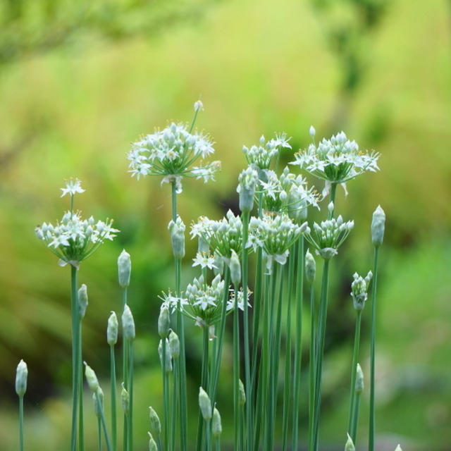 ニラの花