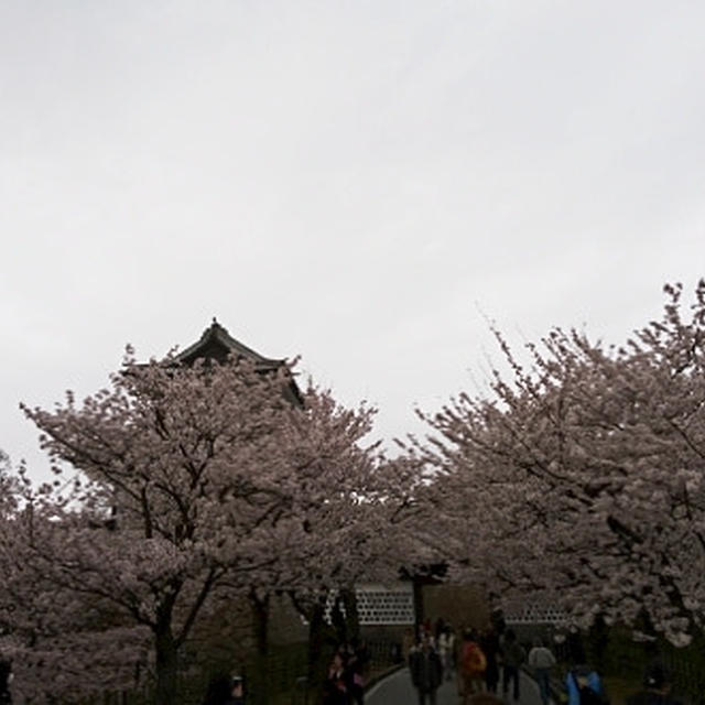 金沢城の桜