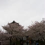 金沢城の桜