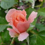 庭のバラ　レマン