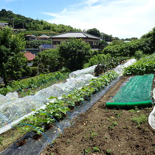 葉山のほほん農園（7月上旬）☆遮光ネット（黒・白・グレー）