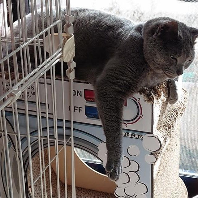 取り合いになる壊れかけの爪とぎ