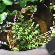【独自取材】子供を狙う拉致未遂事件 ・　睡蓮鉢　水草のレイアウト変更