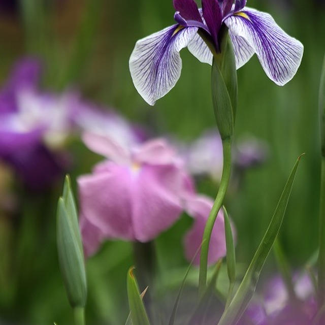 花菖蒲