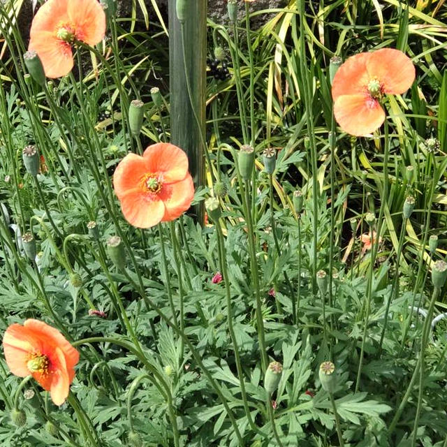 【5月道端の危険な雑草】気になる人続出の「オレンジ色の謎の花」！実入手！開けてみた、種も怖いー！