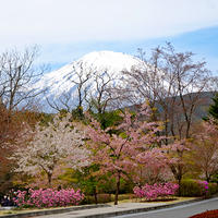 富士霊園の桜並木を見てきました！