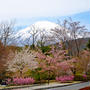 富士霊園の桜並木を見てきました！