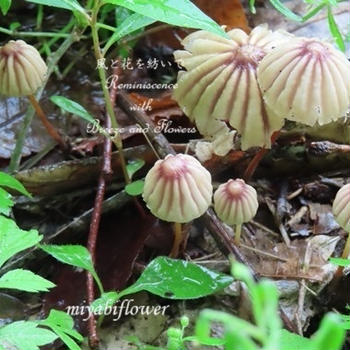 初めて見たお菓子みたいなキノコ 　雨の寺家ふるさと村で