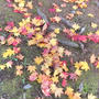 札幌・中島公園の紅葉！過去いちの美しさ