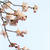 Ｓａｋｕｒａ　５