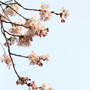 Ｓａｋｕｒａ　５