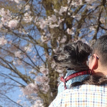 俳句曜日４９「燕の子」　絶景のおすすめSA