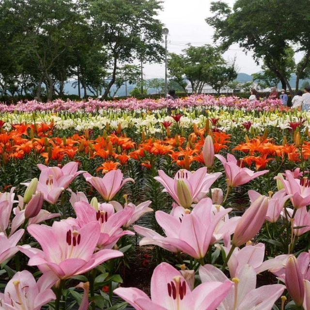 玉水ゆり園&あじさい園#最近撮った写真は