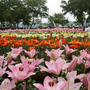 玉水ゆり園&あじさい園#最近撮った写真は