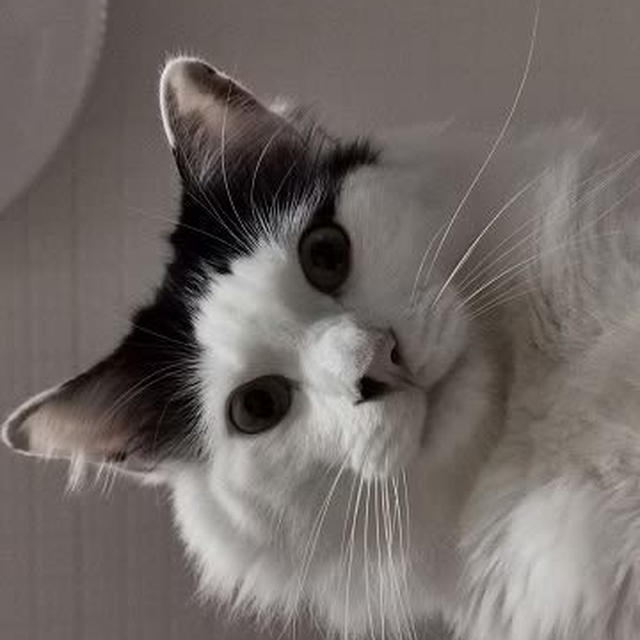 遊ぶより昼寝ですか？