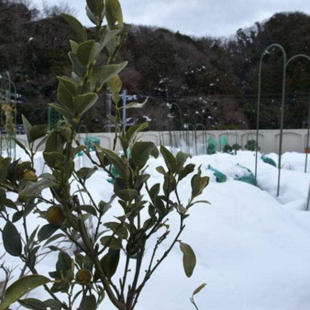 はじめての家庭菜園（2月上旬）☆穴あり穴無し成長がいいのは？