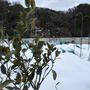 はじめての家庭菜園（2月上旬）☆穴あり穴無し成長がいいのは？