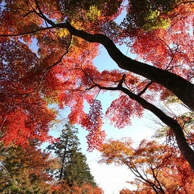 筑波山の紅葉