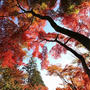 筑波山の紅葉