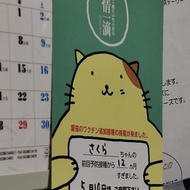 さくらのワクチン接種は5月に入ってから