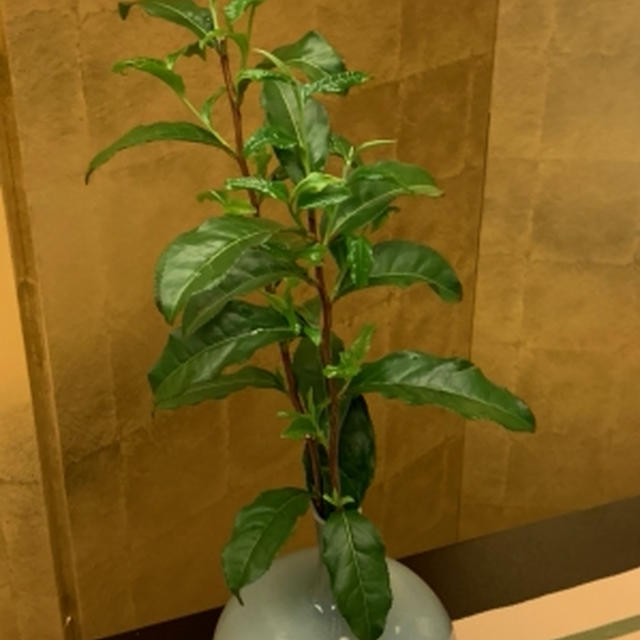 お茶芽倶楽部復活