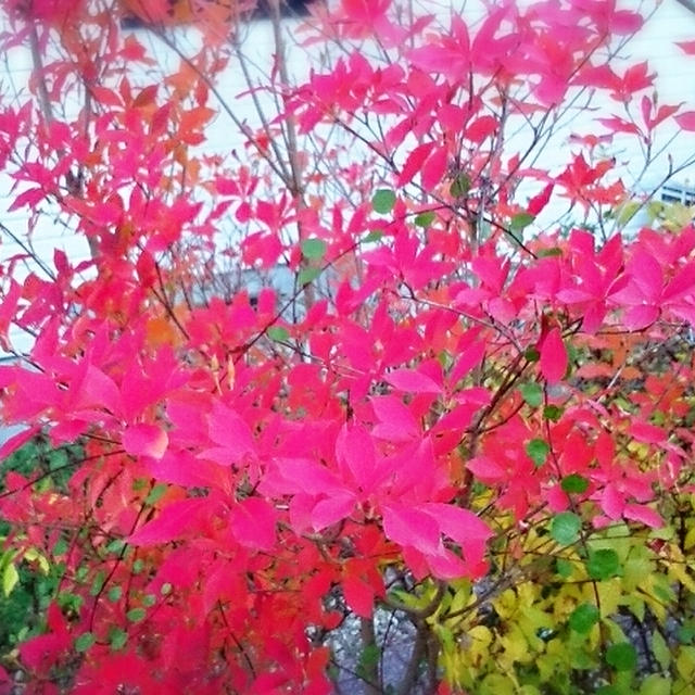 紅葉・ドウダンツツジ　＆　マイルチャンピオンシップ