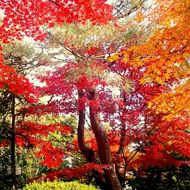 ☆都内の紅葉で素敵な時間☆