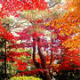 ☆都内の紅葉で素敵な時間☆