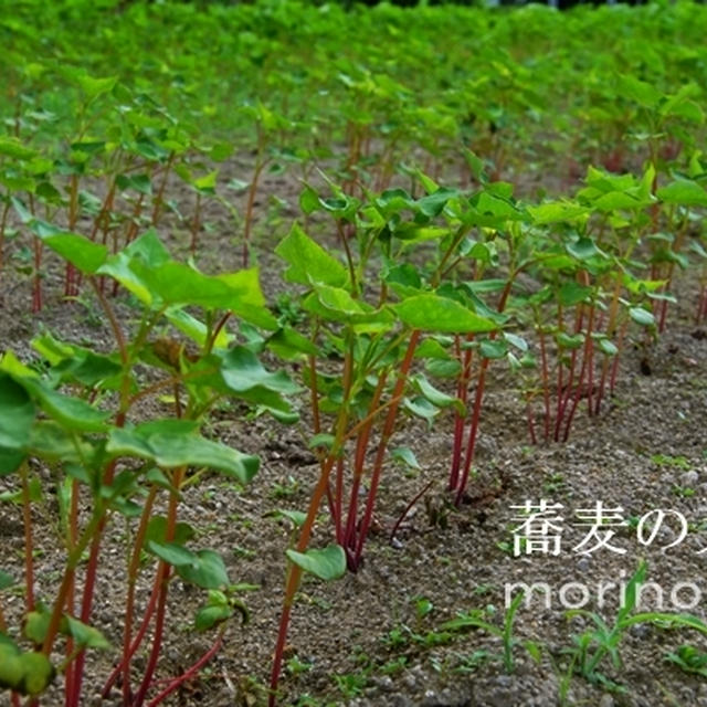 そばの芽