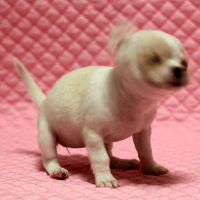 お久しきなこ。