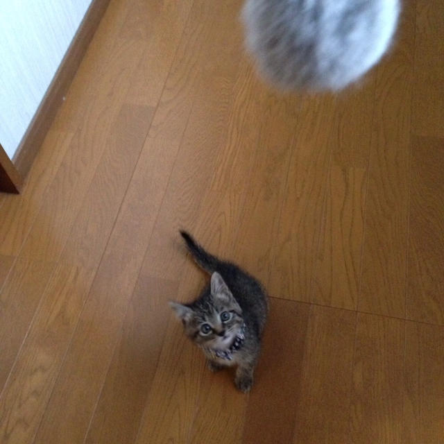 5歳になりました♡