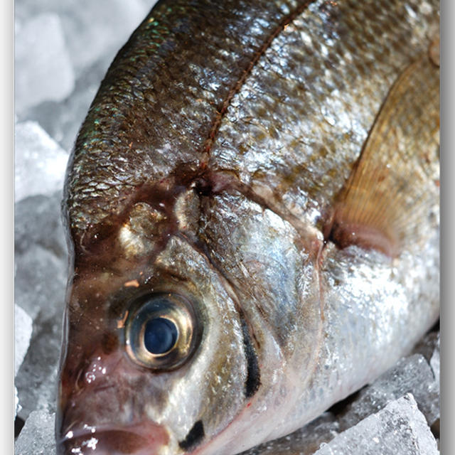 青タナゴ アオタナゴ めっちゃ淡白な魚です By 魚屋三代目さん レシピブログ 料理ブログのレシピ満載