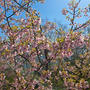 リハビリで歩くと早咲きの桜
