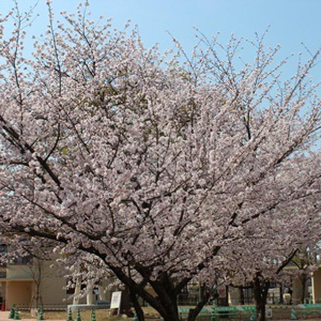 桜と入学式♪