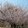 桜と入学式♪