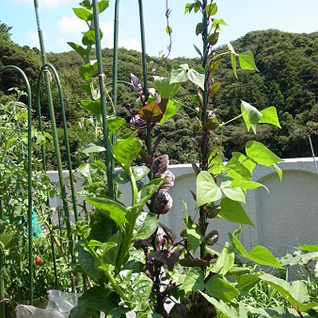 ツルムラサキ栽培☆緑茎種と紫茎種