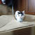2017年8月1日の猫たち