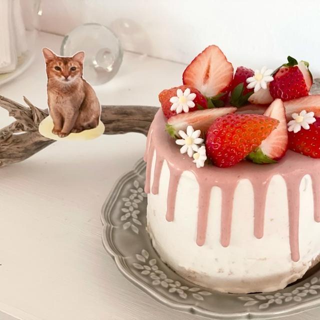 ちび子、1年4ヶ月の月命日 手作りいちごのシフォンケーキ🍓