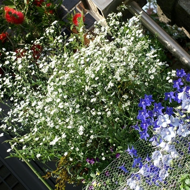 【我が家のプランター園芸】玄関先のお花と庭の草花／果樹などです。