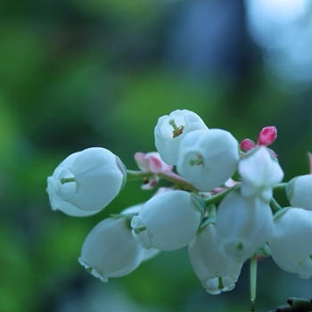 very berry