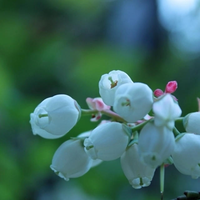 very berry