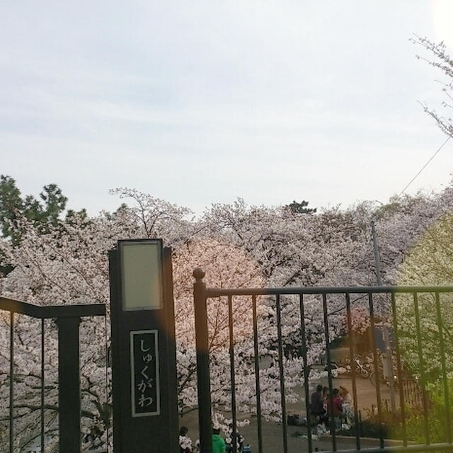 お花見はしご☆(*^^*)