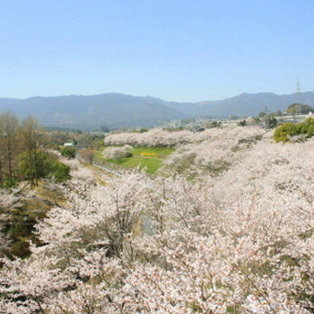 お花見女子会