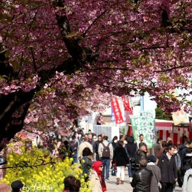 ◆久しぶりの河津桜♪