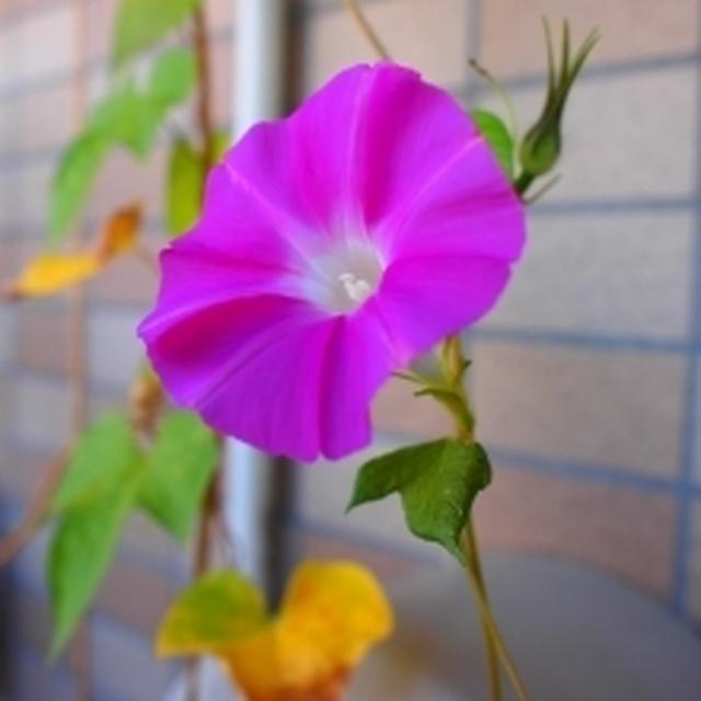 ベランダのお花たち