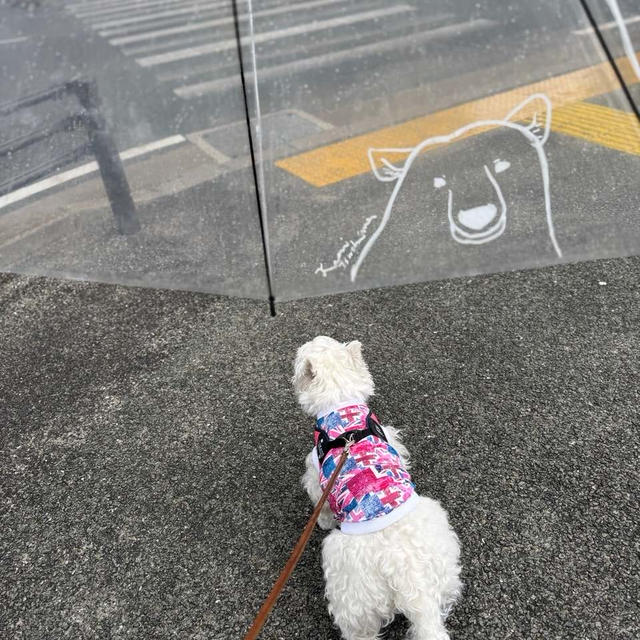 あめんぽと荒れたお庭