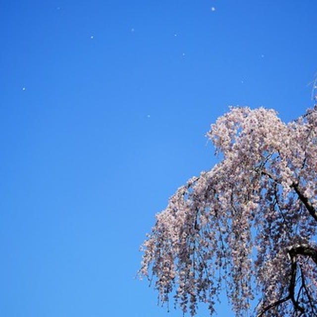 地蔵院の枝垂れ桜2020（ふじみ野写真さんぽ）