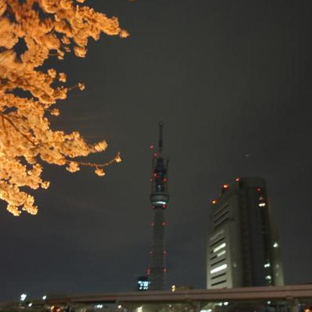 ＊隅田川の夜桜と東京スカイツリー2011＊