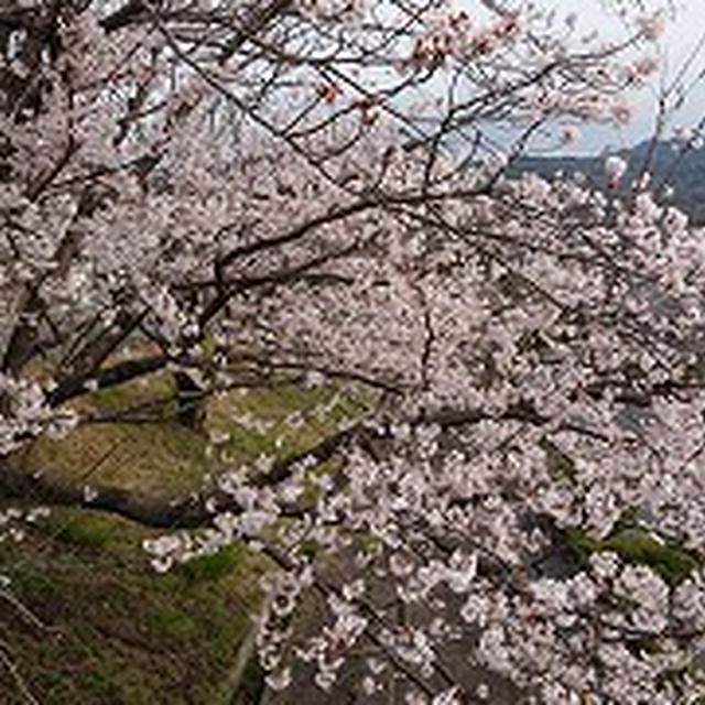 桜が満開です★庭の花も。。。。